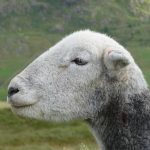Lake District Herdwick sheep
