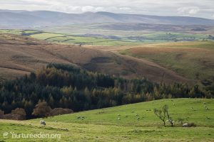 Countryside around Alston