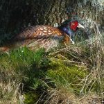 Pheasant escaping to Cumbria