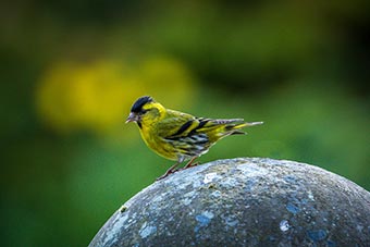 Siskin on Cumbrian stone